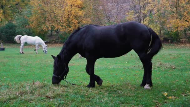 Chevaux blancs et noirs au ralenti broutant dans un pâturage vert 