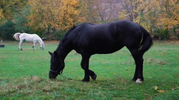 Chevaux Blancs Noirs Ralenti Broutant Dans Pâturage Vert — Video