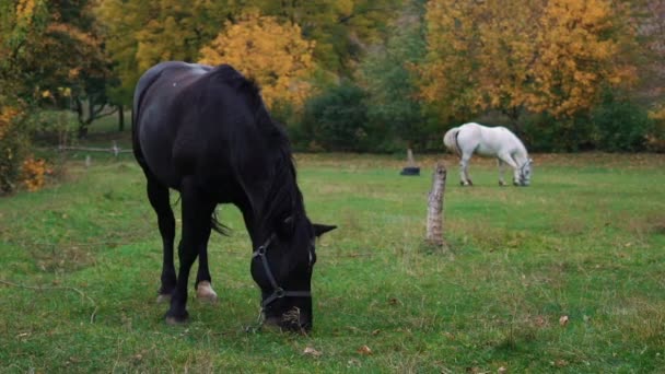 Mouvement lent Deux chevaux broutant sur le terrain 