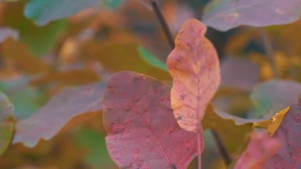 Yavaş Hareket Altın Aspen Ağacı Yaprakları Dalları — Stok video