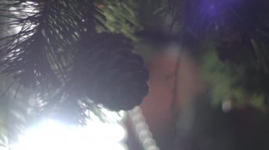 Noel ağacı ve konik dalı