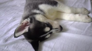 Şirin Sibiryalı Husky Yalan söylüyor ve uluyor.