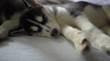 Uyuyan sevimli Sibirya husky yavruları.