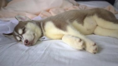 Uyuyan sevimli Sibirya husky yavruları.