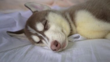 Husky Köpek Gözü. Sibirya Husky Yakın Çekimi.