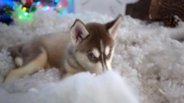 Sibirya Husky Yavruları Dinleniyor.