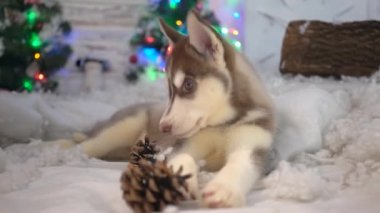 Noel 'de küçük köpek yavrusu. Noel süsleri. Mutlu Noeller..