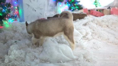 Yeni Yıl Yavruları Yılbaşı Arkaplanındaki Yavru Yavrular.