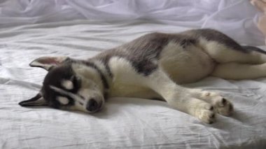 Yeni yıl tatili içinde uyuyan küçük husky yavruları.