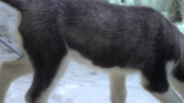 Şirin Yeni Doğmuş Husky Yavruları