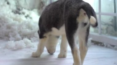 Şirin Sibirya Husky Köpek Yavrusu Yavaş Hareket Oynuyor.