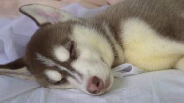Yatakta şirin Sibirya Husky Yavruları