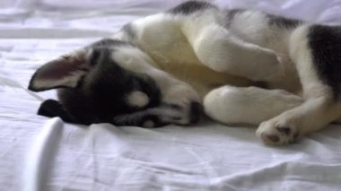 Yeni yıl tatili içinde uyuyan küçük husky yavruları.
