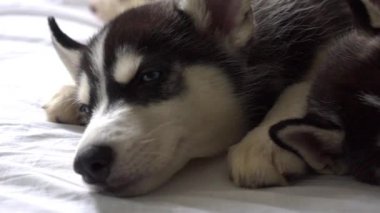 Yeni yıl tatili içinde uyuyan küçük husky yavruları.