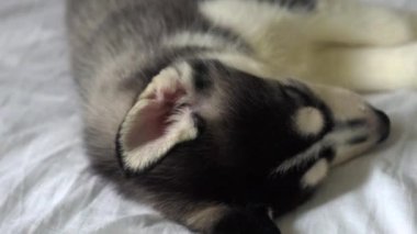 Yeni yıl tatili içinde uyuyan küçük husky yavruları.
