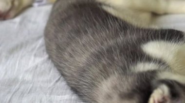 uyku closeup husky köpek yavrusu.