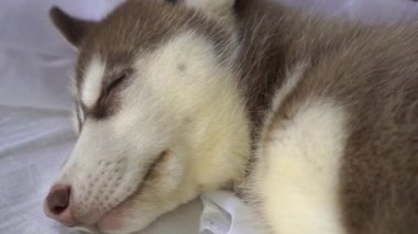 mavi gözlü Sibirya husky yavrusu.