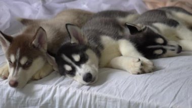 Yeni yıl tatili içinde uyuyan küçük husky yavruları.