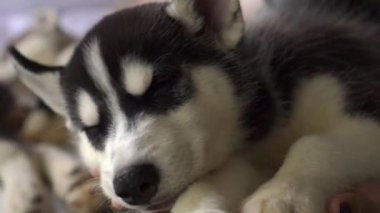 Yeni yıl tatili içinde uyuyan küçük husky yavruları.