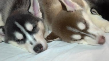 Yeni yıl tatili içinde uyuyan küçük husky yavruları.