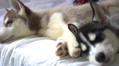Sevimli Sibiryalı Husky Yavruları Güneş Işığı Altında Beyaz Yatakta Yatıyor.