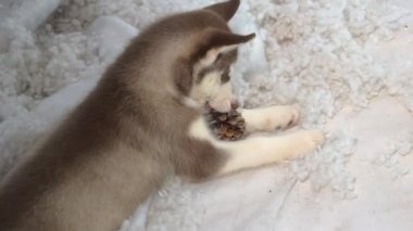 oyuncakla oynamak köpek yavrusu.