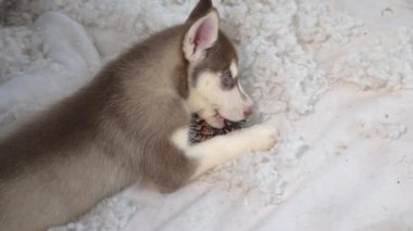 Yavru Köpek Oyuncakla Oynuyor, Yavaş Hareket.