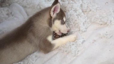 Oyuncak oynarken şirin Sibirya husky yavruları.