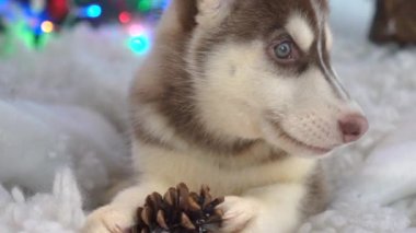 Yerde Dinlenen Sibiryalı bir Husky.