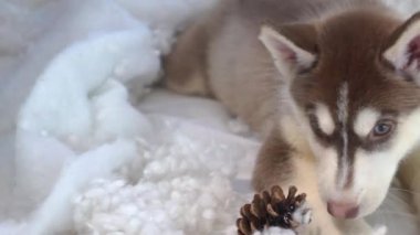 Husky Köpek Gözü. Sibirya Husky Yakın Çekimi.