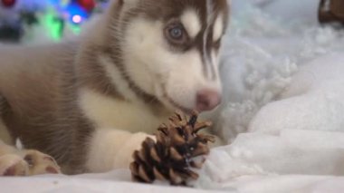 Sevimli Sibirya Husky Yavruları Evcil Hayvan Yatağında Oynuyor.