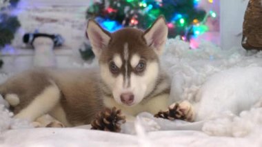 güzel köpek Noel ağacının yanında husky.