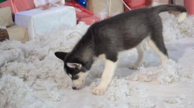 Yeni Yıl Yavruları Yılbaşı Arkaplanındaki Yavru Yavrular.