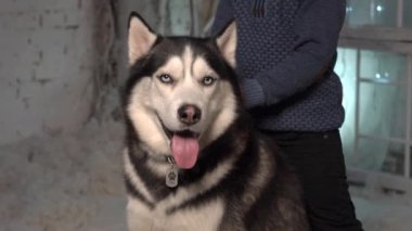 Sibirya Husky Kameraya Bakar.