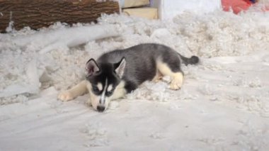 Yerde yatan ve oyuncaklarla oynayan sevimli bir köpek.