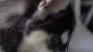 Sibirya husky yavrusu stüdyosu.