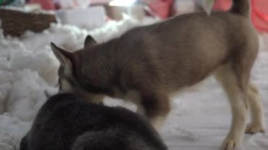 Tatlı Sibirya Husky Yavruları Tuvalette Oynuyor.
