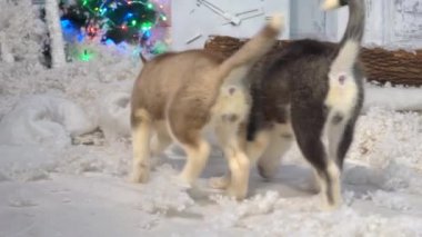 Yeni Yıl Yavruları Yılbaşı Arkaplanındaki Yavru Yavrular.