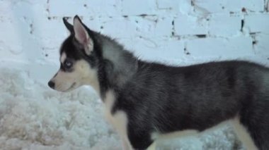 Husky Köpek Gözü. Sibirya Husky Yakın Çekimi.