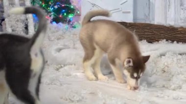 Yürek ısıtan Husky Yavruları Noel Ağacının yanında..