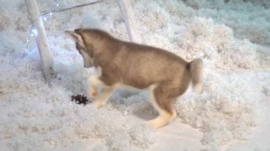 Şirin Sibirya Husky Köpek Yavrusu Yavaş Hareket Oynuyor.