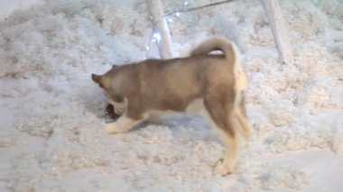 Sevimli küçük husky yavruları