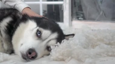 The Siberian Husky Lying Down Near The Door On Hot Summer Day.