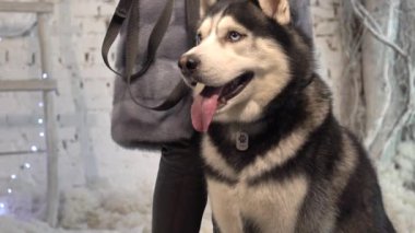 Sibirya Husky Köpeği Mavi Gözler Kameraya poz veriyor..