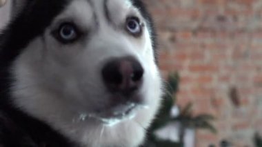 Husky Mavi Gözlere Yaklaş