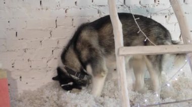 Siberian dış yapraklar yeni yıl ışıklar. Köpek ile bir yaşam tarzı. Tuğla duvar arka plan.
