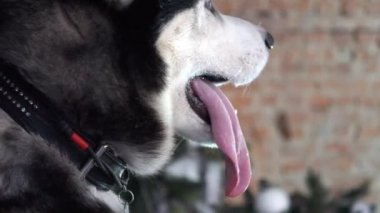 Husky Köpek Gözü. Sibirya Husky Yakın Çekimi.