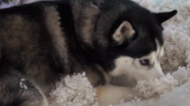 Bir koşu bandı turuncu yalan gri Husky köpek.