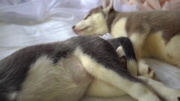 Güzel Uyku Küçük Husky Yavruları — Stok video