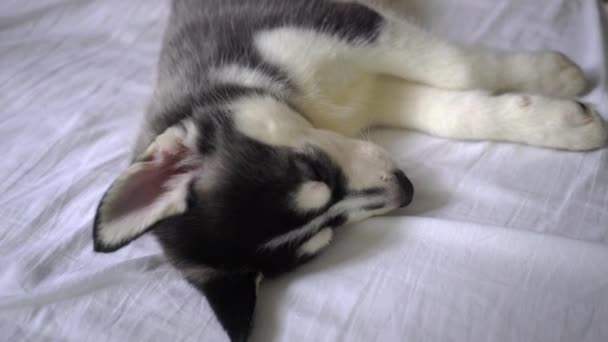 Niedlicher Sibirischer Husky Liegt Und Heult — Stockvideo